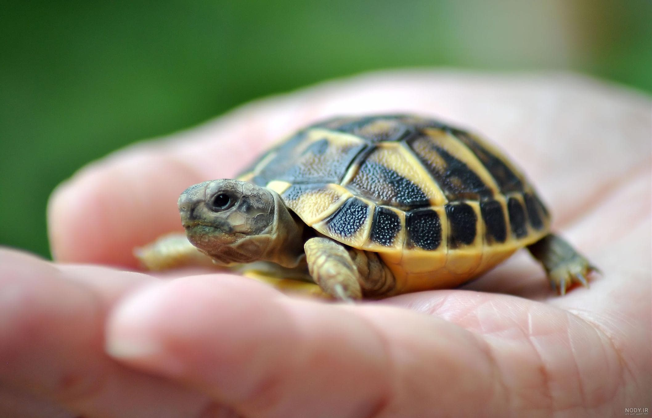 لاکپشت کوچولو به مهدکودک آمد!